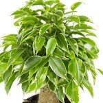 Variegated Kinky Weeping Fig Houseplant in Pot