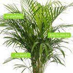 Large Areca Palm - Lush Indoor House Plant
