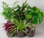 Mix of 6 Real Indoor House Plants in Pots