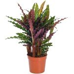 Calathea Elgergrass - Air-Purifying Indoor Plant