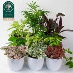 9 Indoor House Plants in 9cm Pots