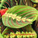 Tricolour Prayer Plant - Perfect Houseplant for Any Space
