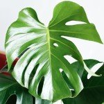 Monstera Swiss Cheese Plant - Air-Purifying Delight