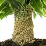 Variegated Kinky Weeping Fig Houseplant in Pot