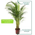Large Areca Palm - Lush Indoor House Plant