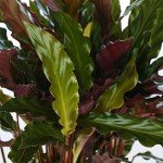Calathea Elgergrass - Air-Purifying Indoor Plant