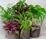 Mix of 6 Real Indoor House Plants in Pots