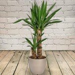 100cm 2 Stem Real Yucca Indoor Plant