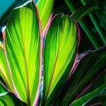 Cordyline Kiwi Plant - Low Maintenance Indoor Beauty