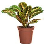 Tricolour Prayer Plant - Perfect Houseplant for Any Space