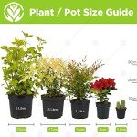 Variegated Kinky Weeping Fig Houseplant in Pot