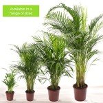 Large Areca Palm - Lush Indoor House Plant