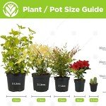 Calathea Elgergrass - Air-Purifying Indoor Plant