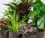 Mix of 6 Real Indoor House Plants in Pots