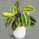 Tricolour Prayer Plant - Perfect Houseplant for Any Space