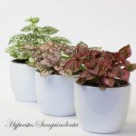9 Indoor House Plants in 9cm Pots