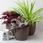 Mix of 6 Real Indoor House Plants in Pots