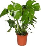 Monstera Swiss Cheese Plant - Air-Purifying Delight