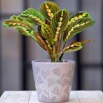 Tricolour Prayer Plant - Perfect Houseplant for Any Space