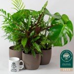 Mix of 6 Real Indoor House Plants in Pots