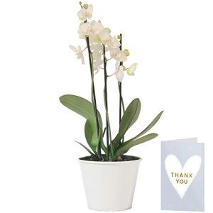 White Phalaenopsis Orchid Plant with Personalised Card
