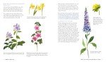 Wildflower Watercolor: Paint Gorgeous Flowers Easily