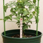 25 Wooden Paint Sticks for Mixing and Marking