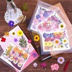 140 Pcs Dried Pressed Flowers for Crafting
