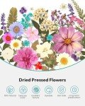 100Pcs Dried Flowers for DIY Crafts