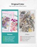 100Pcs Dried Flowers for DIY Crafts