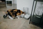 Automatic Cat Feeder for 2 Meals with Timer