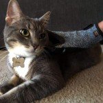 Otis & Claude Pet Grooming Gloves - Adjustable
