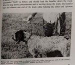 Training and Care for Versatile Hunting Dogs