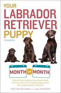 Labrador Retriever Puppy Development Guide: Month by Month