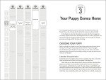 Labrador Retriever Puppy Development Guide: Month by Month