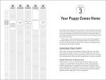 Golden Retriever Puppy Guide: Month by Month Tips