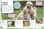 Dogs and Puppies: Your Fun Fact Guide