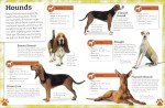Dogs and Puppies: Your Fun Fact Guide
