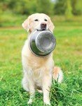 Essential Dog Care Guide for Happy, Healthy Pets