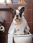 Essential Dog Care Guide for Happy, Healthy Pets
