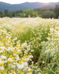 Organic Chamomile Liquid Extract for Calm Support