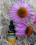 Organic Alcohol-Free Echinacea Root Extract - Immune Support
