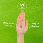 Ginkgo Biloba 500mg, 240 Capsules – Brain Support