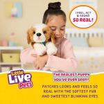 Little Live Pets My Really Real Puppy Patches The Beagle, Interactive Realistic Toy Dog with 60+ Sounds and 2-in-1 Bed, Lifelike Puppy for Ages 5+