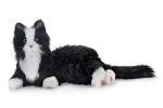 JOY FOR ALL Companion Pet for Seniors - Lifelike Animatronic Cat - Realistic Soft-Touch Fur & Purring - Therapy Stuffed Animal - Toy for Alzheimer's & Dementia - Tuxedo
