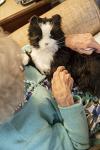 JOY FOR ALL Companion Pet for Seniors - Lifelike Animatronic Cat - Realistic Soft-Touch Fur & Purring - Therapy Stuffed Animal - Toy for Alzheimer's & Dementia - Tuxedo