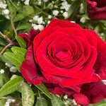 50 Stunning Red Roses Bouquet - Perfect Gift