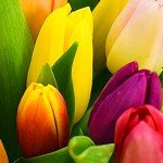 Hand-Tied Tulip Bouquets for Mother's Day