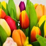 Hand-Tied Tulip Bouquets for Mother's Day