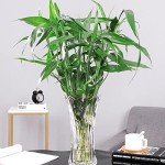 Set of 2 Modern Glass Flower Vases 9.5